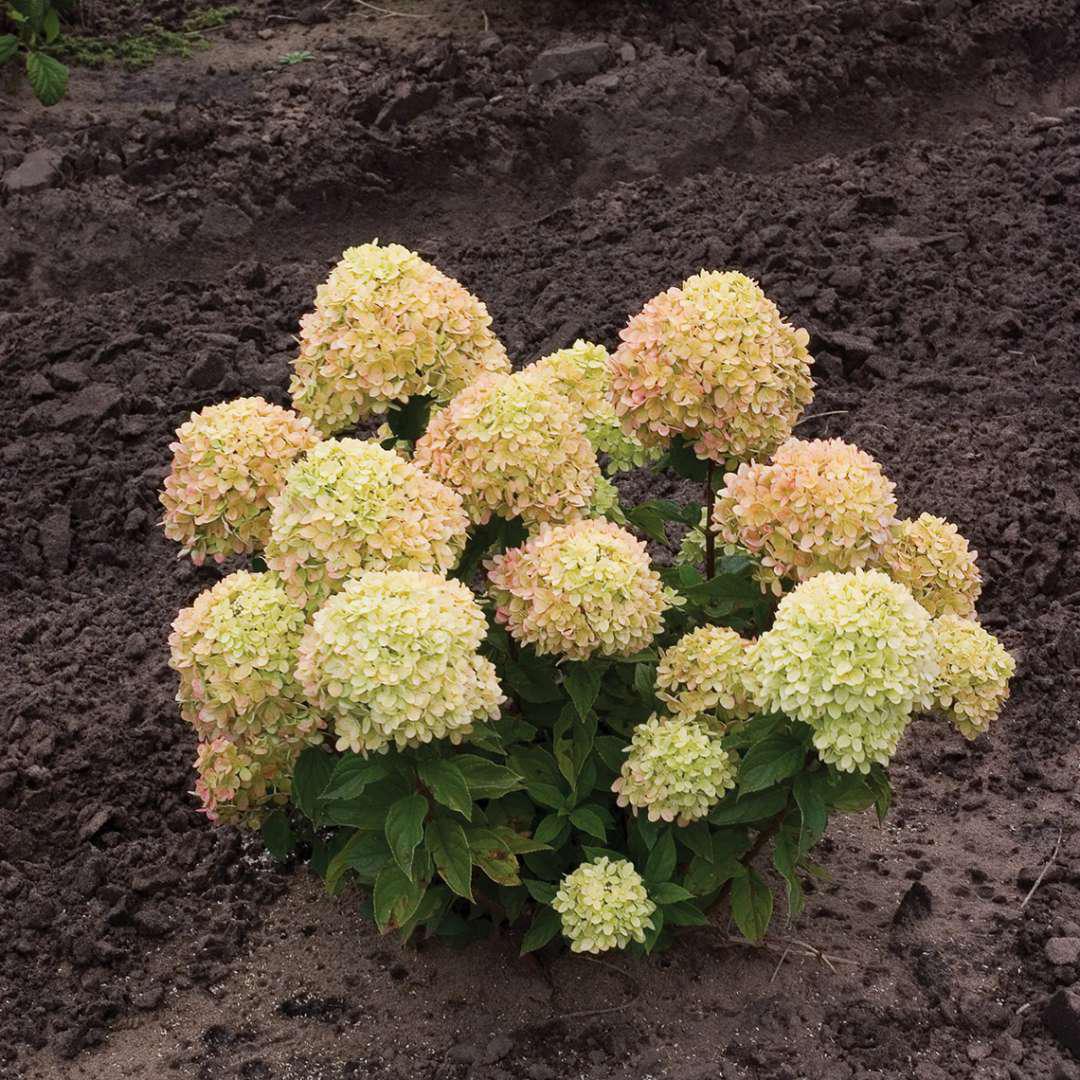 Little Lime hydrangea in a pot with green flower clusters