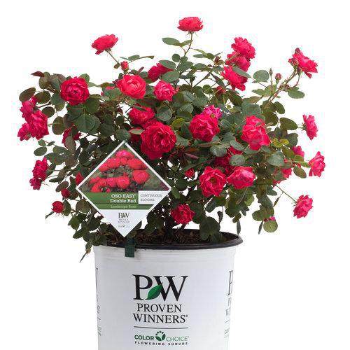 Red Rose PET 醉芳华　290円 Oso Easy Double Red® Rose | Proven Winners® – Creekside Nursery, Inc