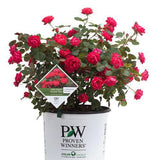 Oso Easy Double Red rose in a container with red blooms