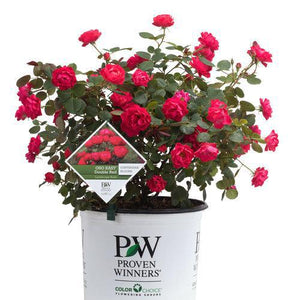 'Oso Easy Double Red' Rose