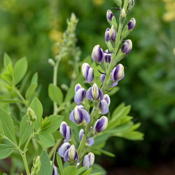 'Musical Duet' Baptisia | Creekside Champions™