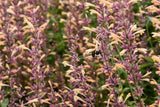 Agastache 'Queen Nectarine' with peach flowers in a pot