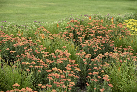 Achillea 'Firefly Peach Sky' with peach blooms in a pot