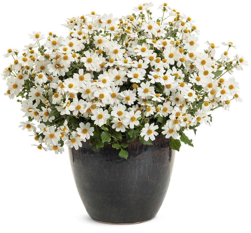 Campfire Marshmallow Bidens with white flowers in pot