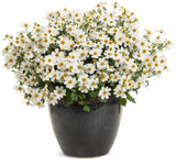 Campfire Marshmallow Bidens with white flowers in pot