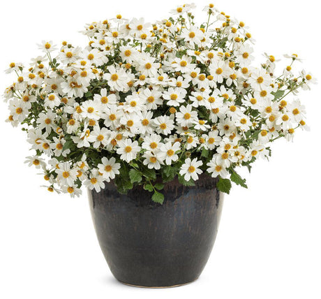 Campfire Marshmallow Bidens with white flowers in pot