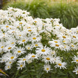 Spun Silk Shasta Daisy with white blooms in a pot