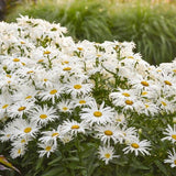 Spun Silk Shasta Daisy with white blooms in a pot