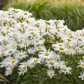 Spun Silk Shasta Daisy with white blooms in a pot