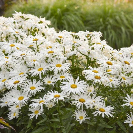 Spun Silk Shasta Daisy with white blooms in a pot