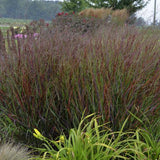 Prairie Winds Cheyenne Sky panicum with airy seed heads in a pot
