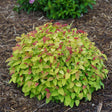 Double Play Candy Corn spiraea with yellow and orange foliage