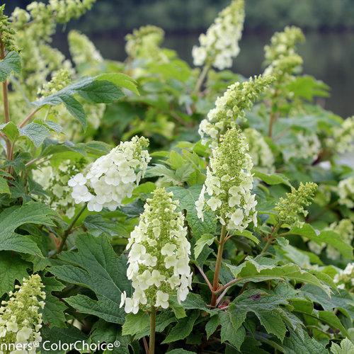 Gatsby Gal oakleaf hydrangea with white flower clusters