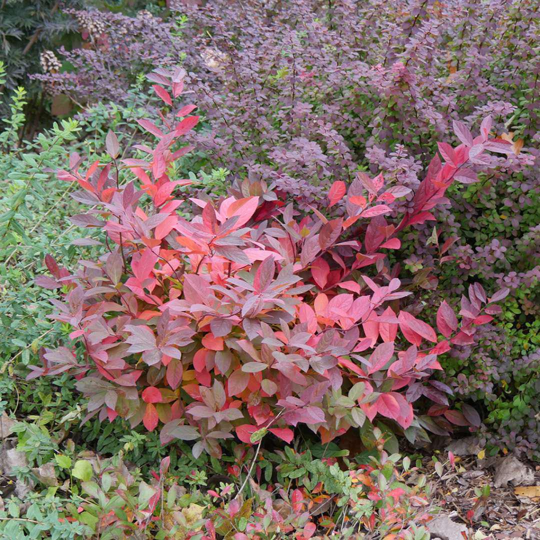 SCENTLANDIA® Sweetspire in a nursery pot
