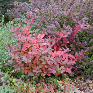 'Scentlandia' Sweetspire