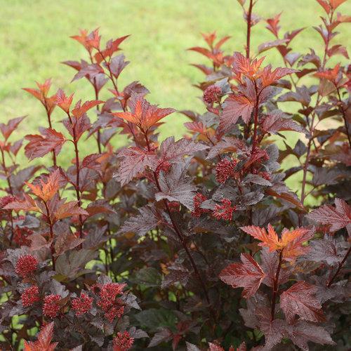 GINGER WINE® Ninebark – Creekside Nursery, Inc
