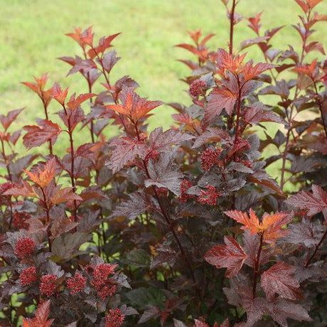 Ginger Wine ninebark shrub with dark red leaves in a pot