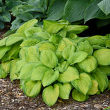 Stained Glass hosta with variegated leaves in a pot