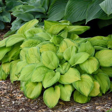 Stained Glass hosta with variegated leaves in a pot