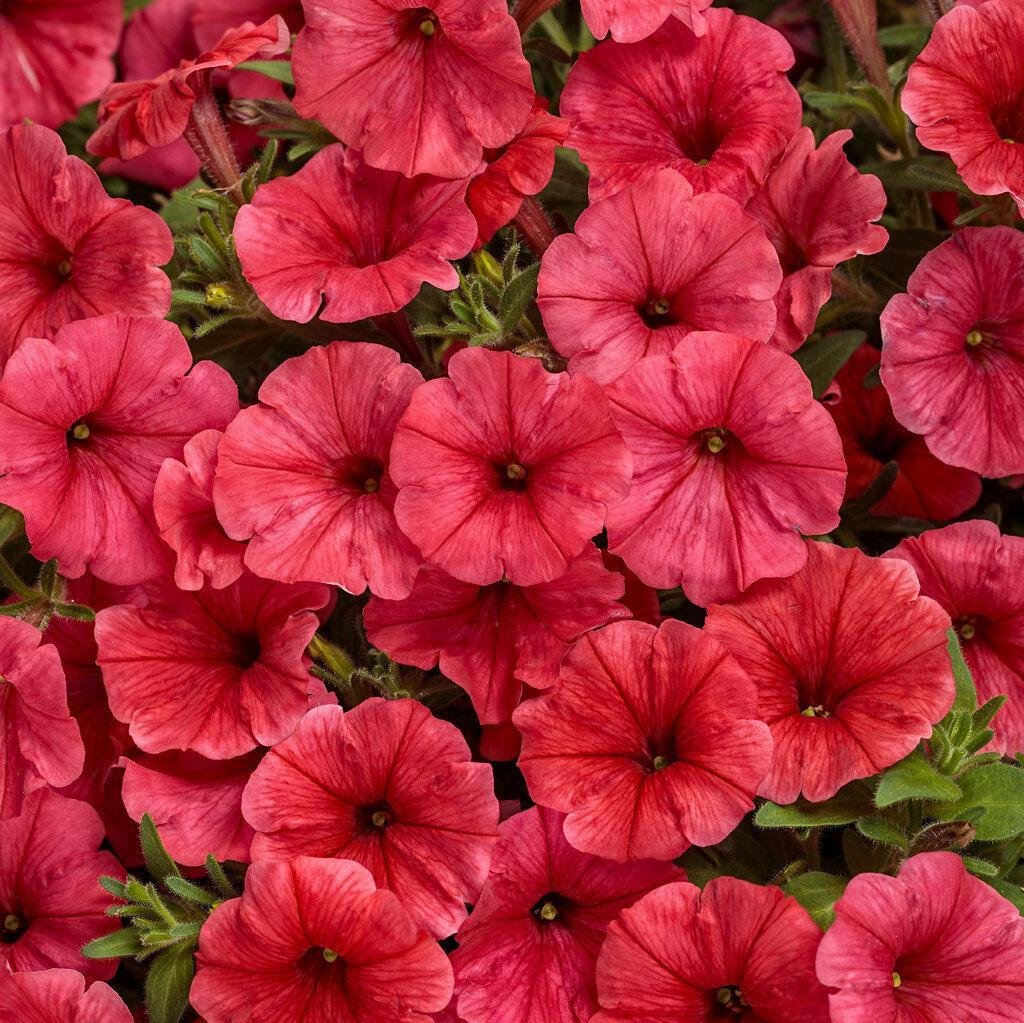 Supertunia Mini Vista Scarlet Petunia in a pot