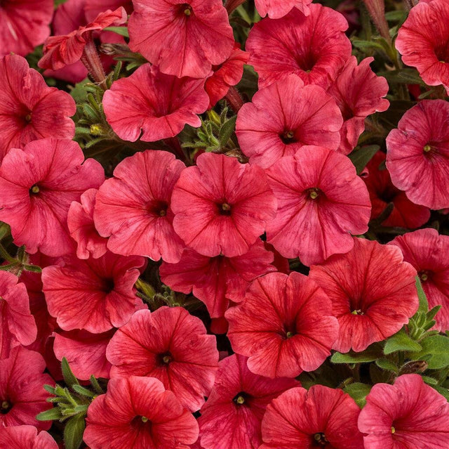 Supertunia Mini Vista Scarlet Petunia in a pot