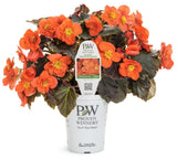 Solenia Chocolate Orange begonia in a pot with orange blooms