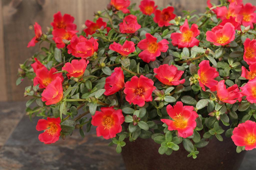 Mojave Red portulaca with red blooms in a pot