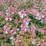 POCO LOCO™ abelia in a nursery pot