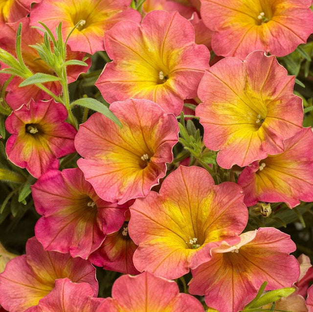 Supertunia Persimmon petunia in a container with orange blooms