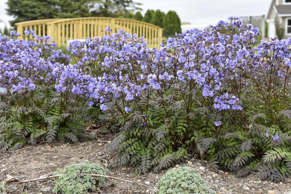 Polemonium 'Heaven Scent' – Creekside Nursery, Inc