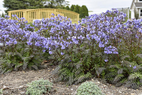 Polemonium 'Heaven Scent' with blue flowers and green foliage