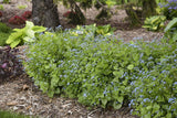 Brunnera macrophylla 'Jack of Diamonds' in a pot