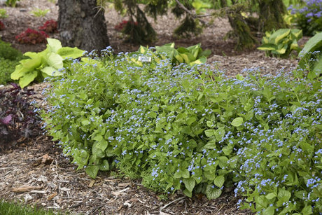 Brunnera macrophylla 'Jack of Diamonds' in a pot