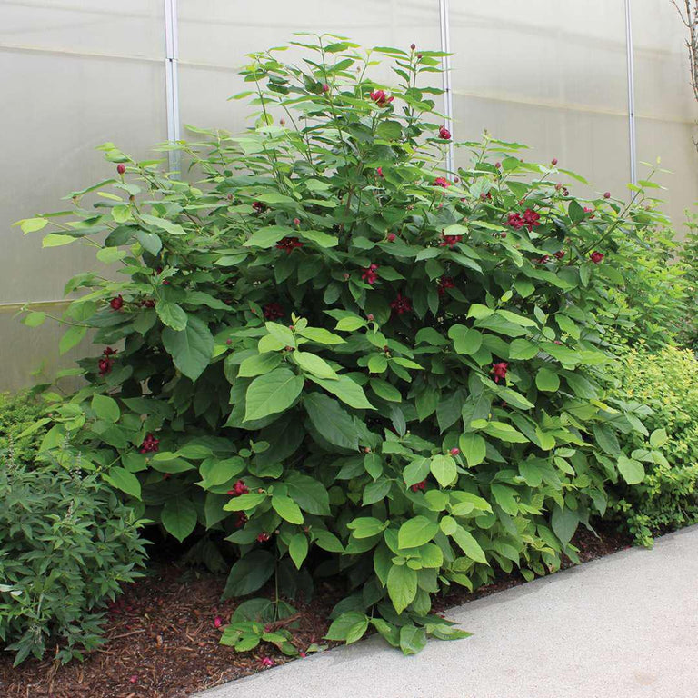 Aphrodite' Sweetshrub