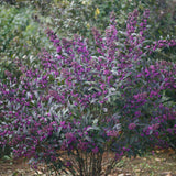 Pearl Glam beautyberry shrub in a nursery pot
