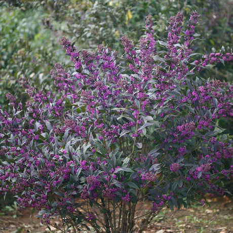 Pearl Glam beautyberry shrub in a nursery pot