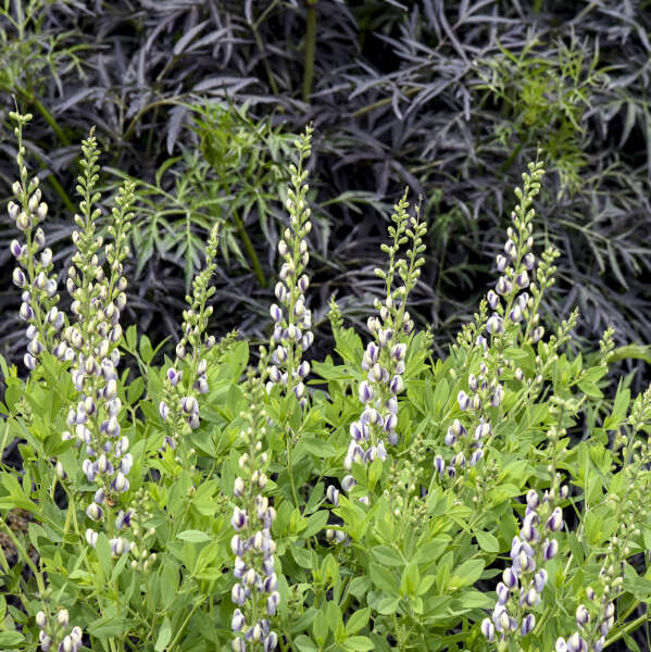'Musical Duet' Baptisia | Creekside Champions™
