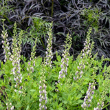 'Musical Duet' Baptisia | Creekside Champions™
