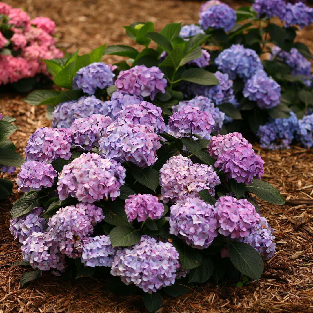 Blooming big leaf hydrangea with blue flowers in a pot