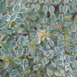 MUCHO GUSTO™ abelia in a nursery container