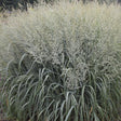 Prairie Winds Niagara Falls switchgrass in a pot