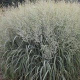 Prairie Winds Niagara Falls switchgrass in a pot