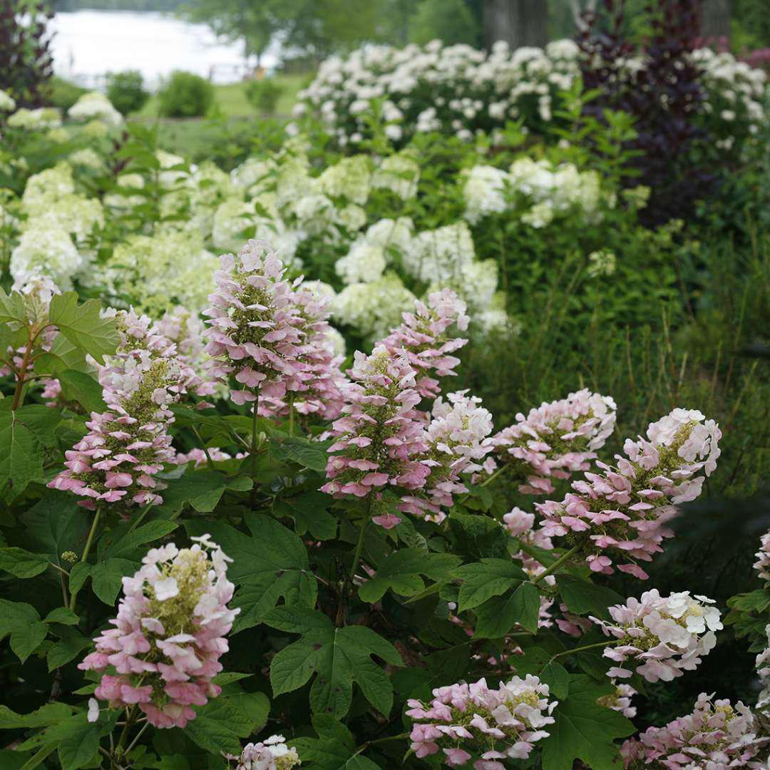 Gatsby Pink oakleaf hydrangea with pink blooms and green leaves