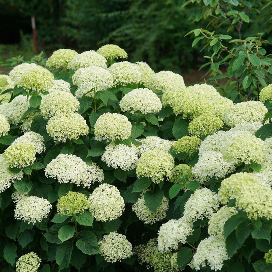 INVINCIBELLE LIMETTA® Hydrangea- smooth – Creekside Nursery, Inc