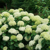 Invincibelle Limetta hydrangea with green blooms in a pot