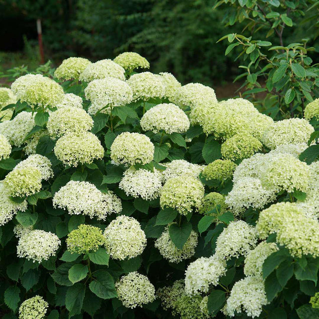 Invincibelle Limetta hydrangea with green blooms in a pot