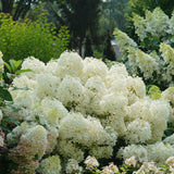PUFFER FISH hydrangea with white panicle blooms in pot