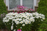 Shasta daisy with white petals and yellow center in pot