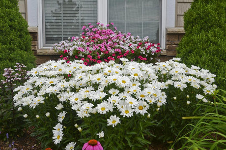 Shasta daisy with white petals and yellow center in pot