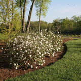 Koreanspice viburnum in a pot with pink flower clusters